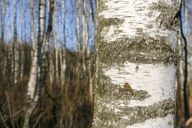 Sąd Najwyższy wyłączył sędzię Małgorzatę Wąsek-Wiaderek od orzekania w sprawie Smoleńska